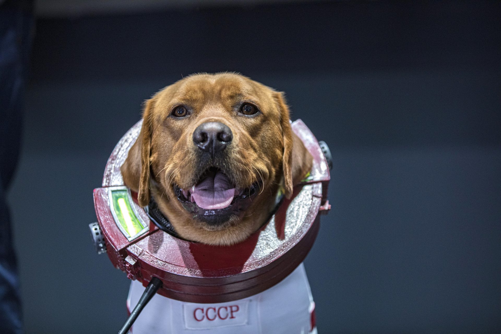 Animals in space: The unsung heroes of cosmic exploration