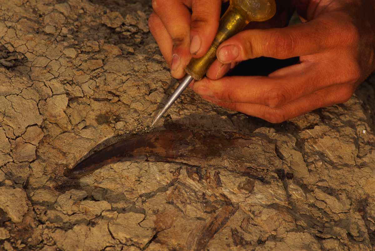 Researcher excavating dinosaur tooth. (Representative Image Source: Getty Images | Richard T. Nowitz)