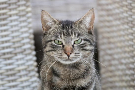 Mengapa Pupil Mata Kucing Berubah Bentuk?