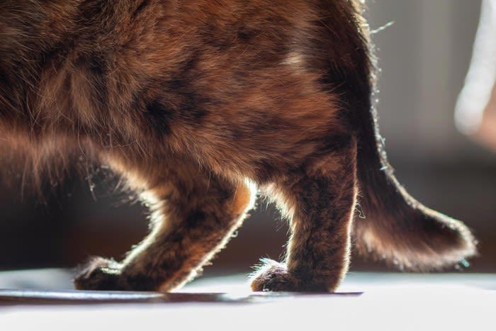 猫の『お腹がタプタプたるんでいる』のはなぜ？4つの理由 太っているわけじゃない？