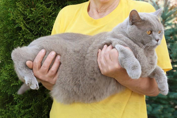 猫の『お腹がタプタプたるんでいる』のはなぜ？4つの理由 太っているわけじゃない？