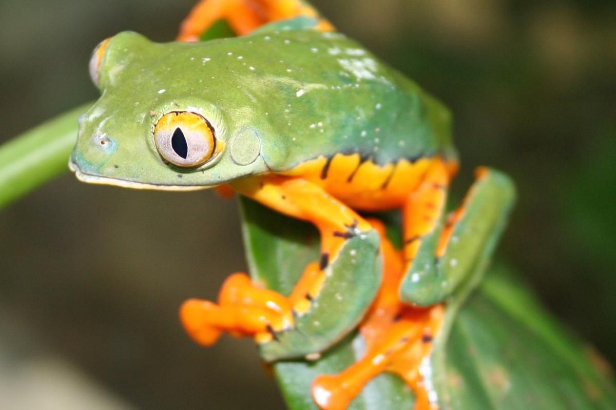 5 Fakta Menarik Katak Daun Indah dari Hutan Hujan Tropis