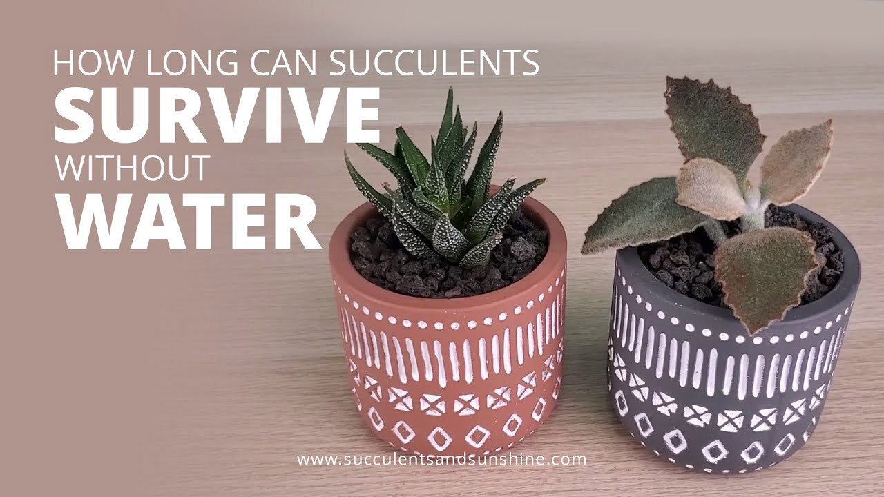 The Surprising Reason You Shouldn t Water Indoor Succulents Too Often The Surprising Reason You Shouldn t Water Indoor Succulents Too Often