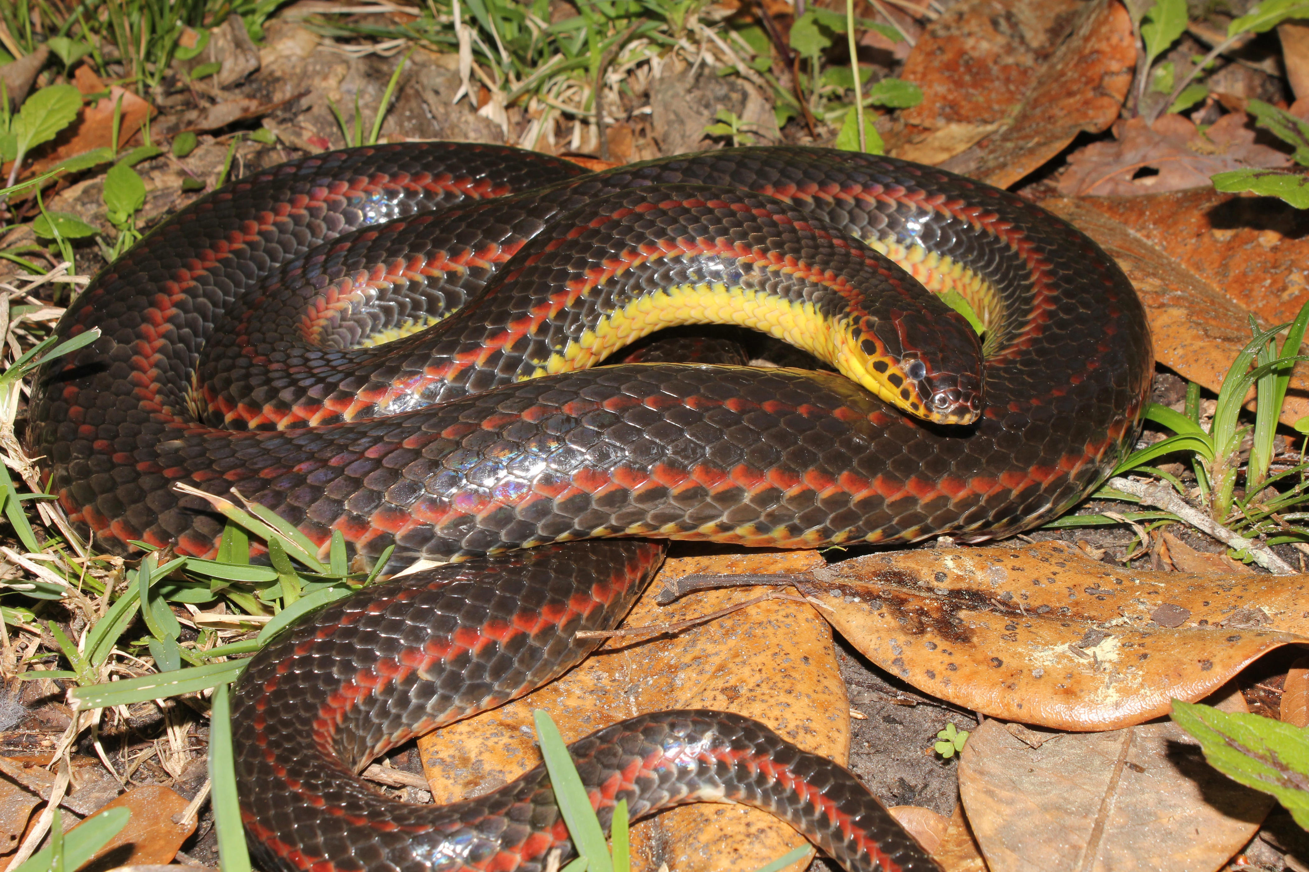 Florida wildlife commission seeks rare rainbow snake sighting, last seen in 2020
