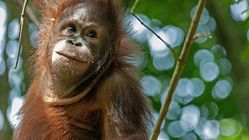 19 Agustus 2025: 4 Peristiwa Spesial, Termasuk Hari Orangutan Internasional