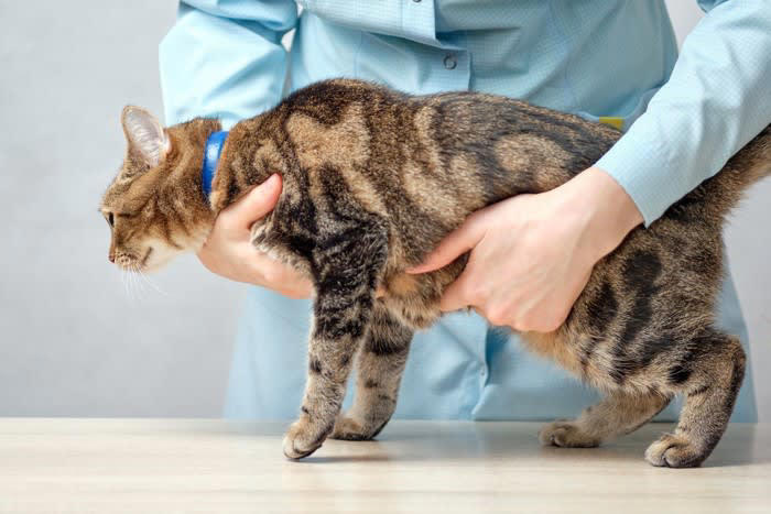 猫の『お腹がタプタプたるんでいる』のはなぜ？4つの理由 太っているわけじゃない？