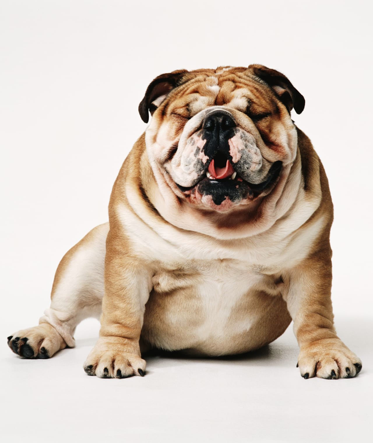 Jedes zweite Haustier in Deutschland gilt als übergewichtig. Nun soll eine Abnehm-Kur kommen