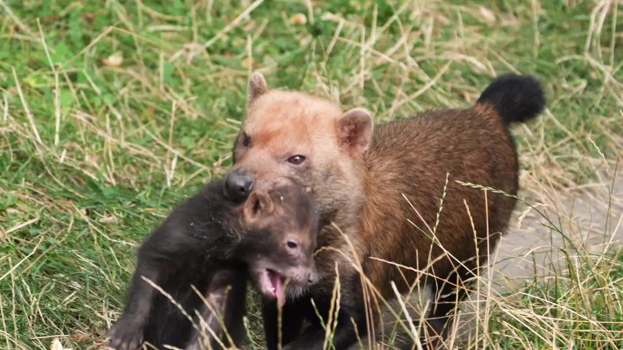 Adorable bush dog puppies play fight at Dudley Zoo