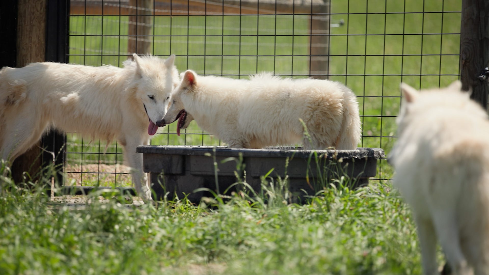 Colossal genetic feat: Company 'brings back' extinct dire wolf. Could ...