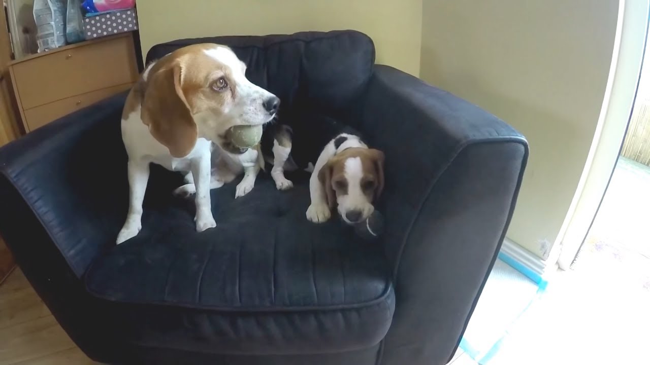 Funny beagle dogs hilariously fail at catching the ball