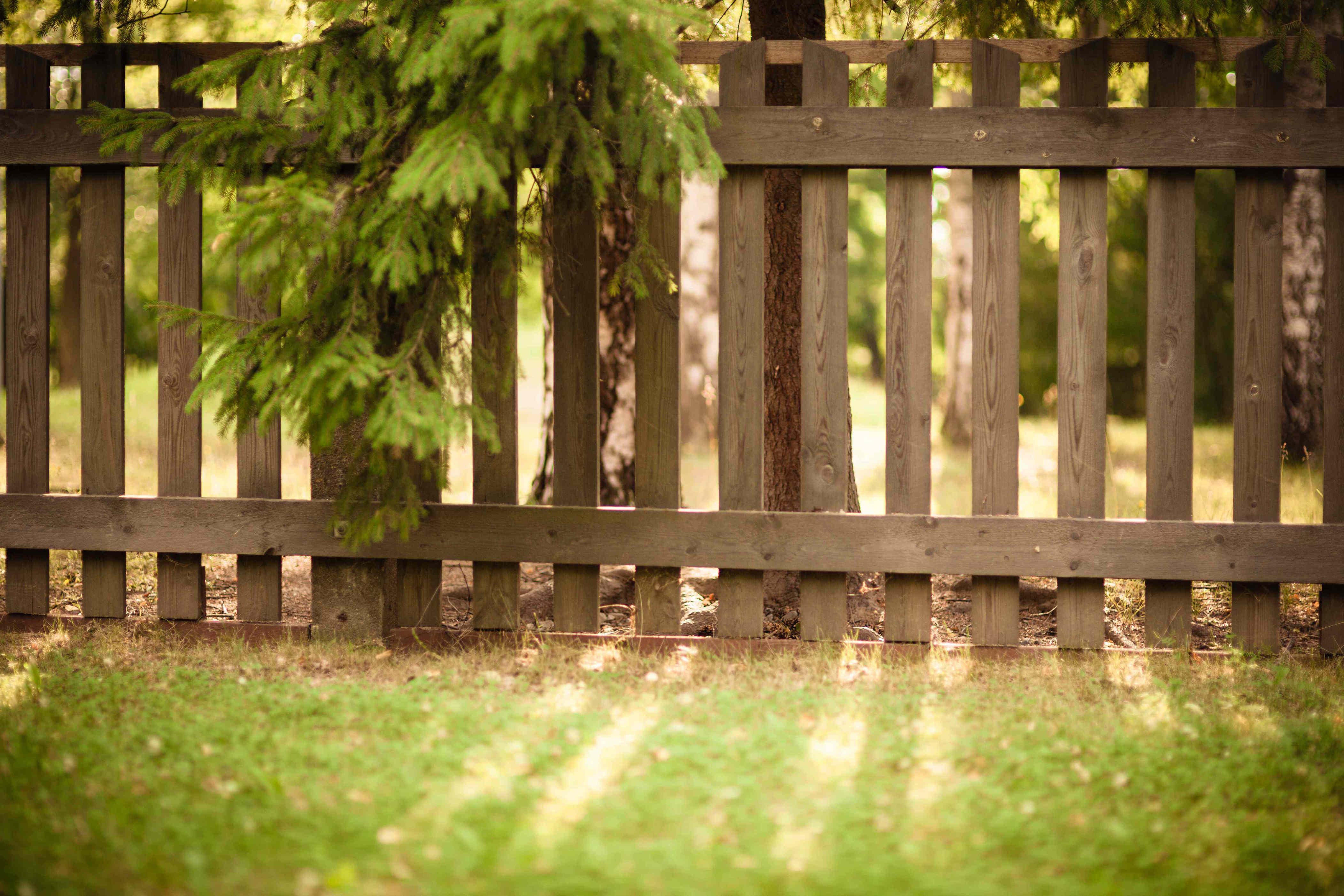 Can you trim a neighbor’s tree hanging into your yard? Here’s what to know
