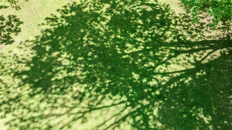 Add Shade To Your Yard By Planting One Of The Fastest Growing Trees In Add Shade To Your Yard By Planting One Of The Fastest Growing Trees In