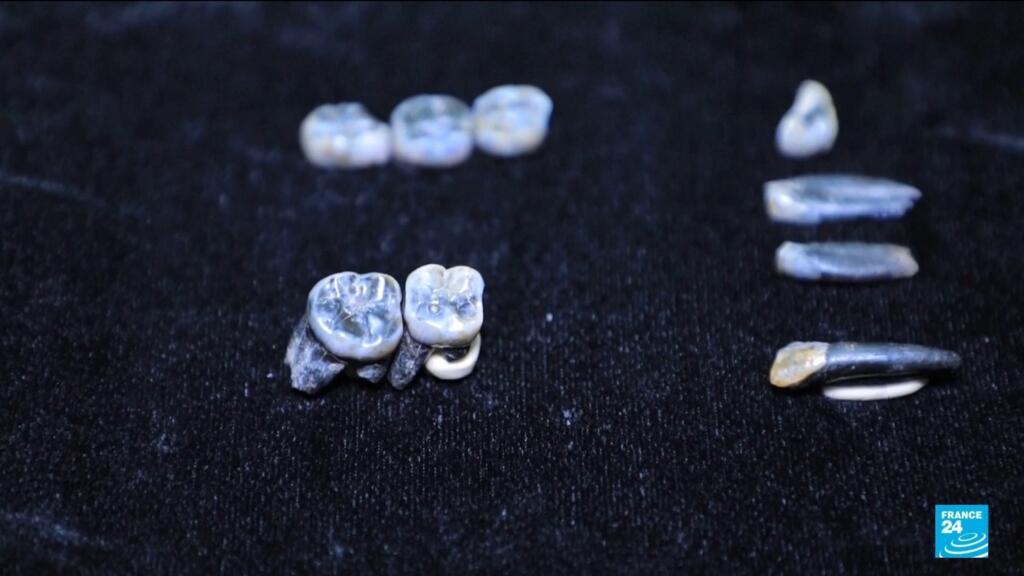 Teeth that shake up human evolution: Ethiopian fossils shed light on ...