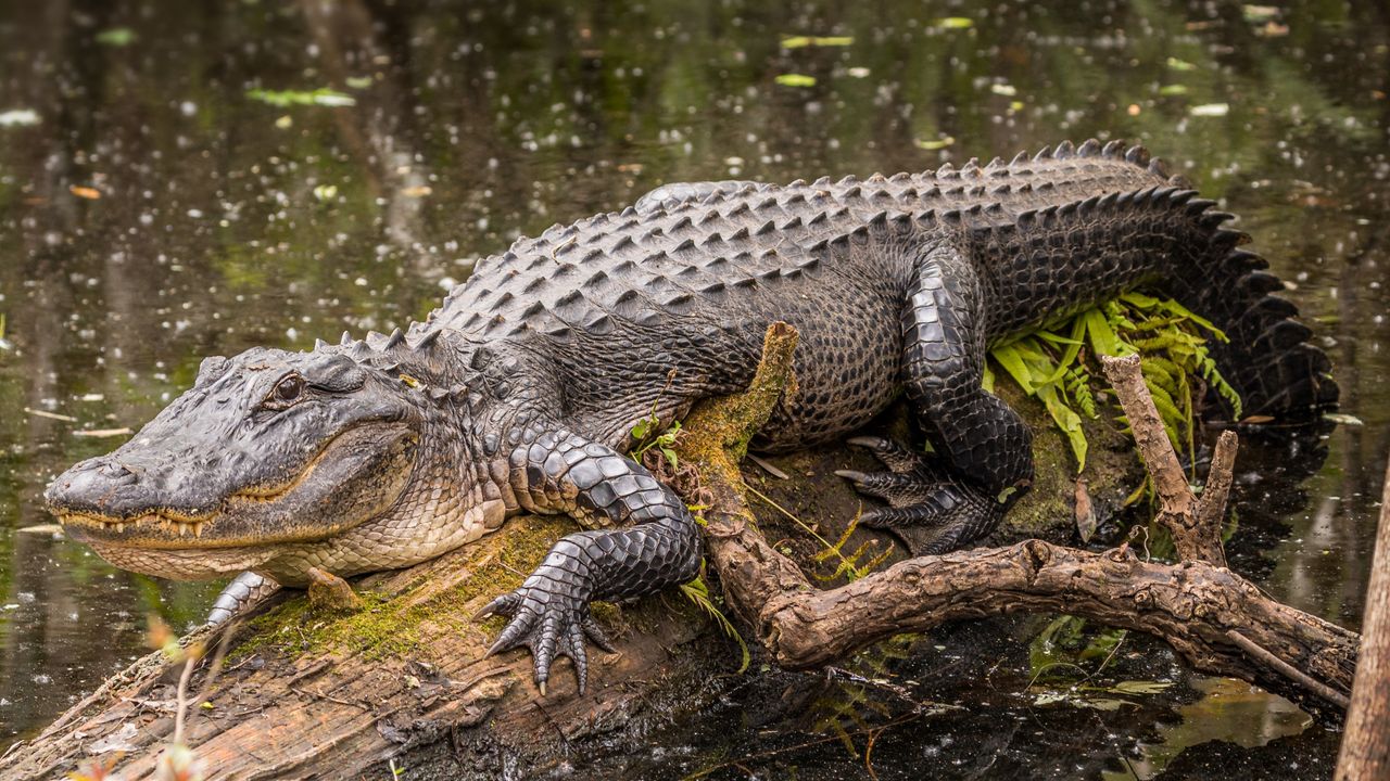 Florida woman hospitalized after alligator attack on hiking trail