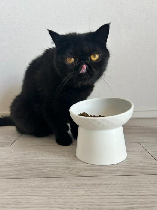 黒猫 ち～ on X: 