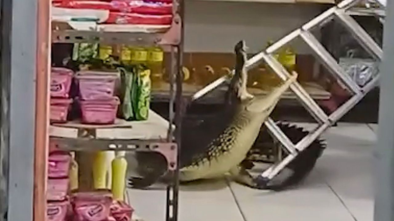 10ft crocodile rampages through grocery store in Indonesia(02)