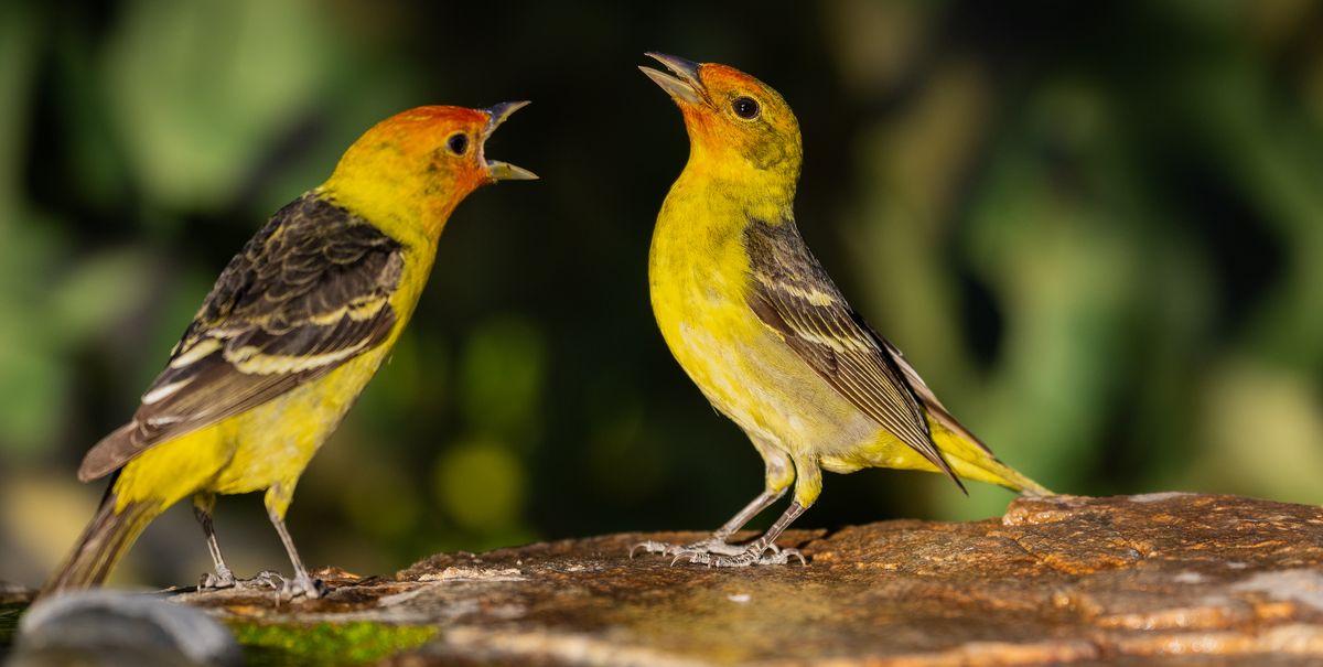 Birds Are Obeying a Secret Law of Human Language