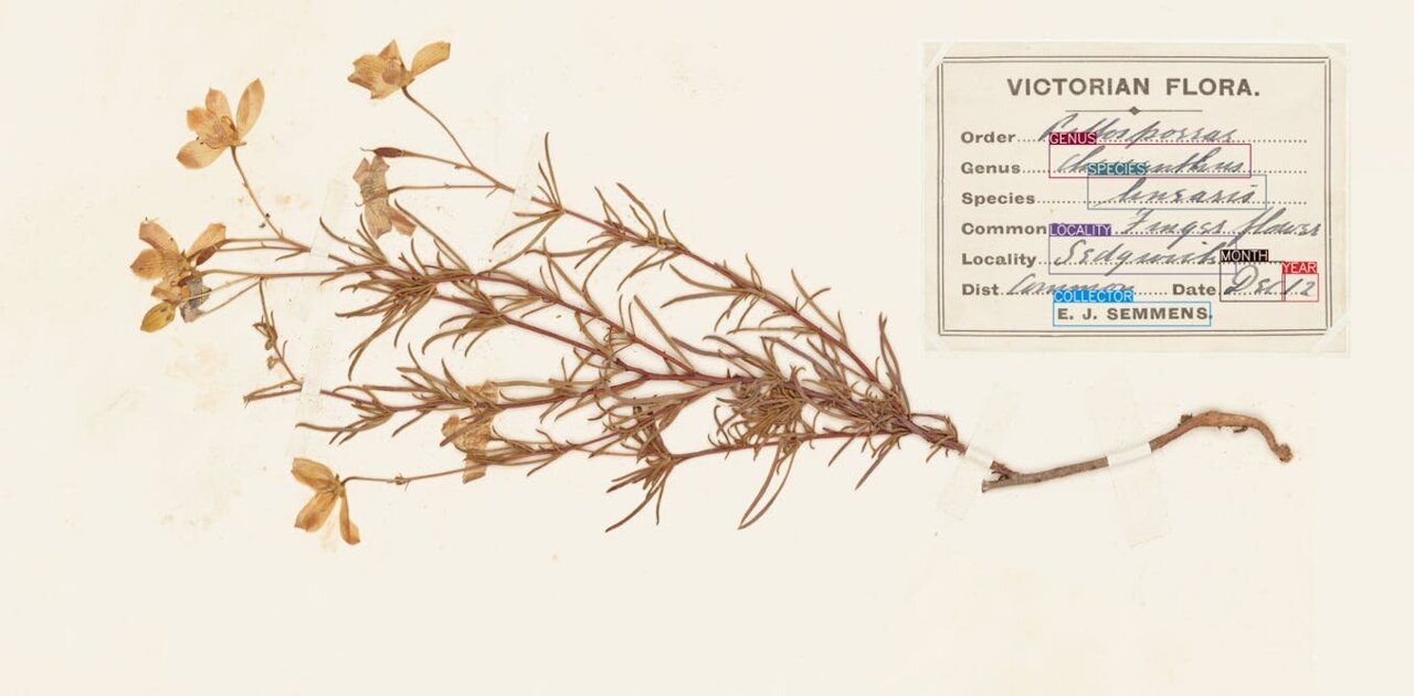 Botanical time machines: AI is unlocking a treasure trove of data held in herbarium collections