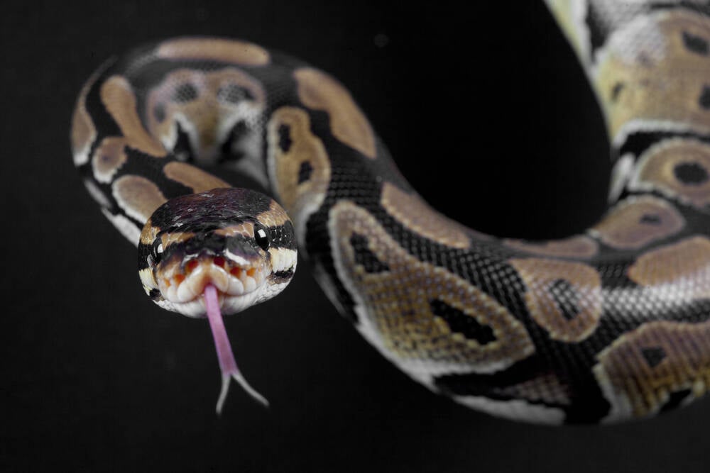 Python slithers faster by adding lazy imports that load code after startup