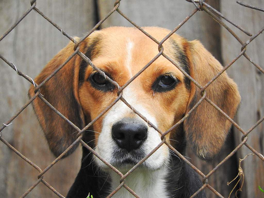 No evidence of 'secrecy' over dog testing at London, Ont. hospital: report