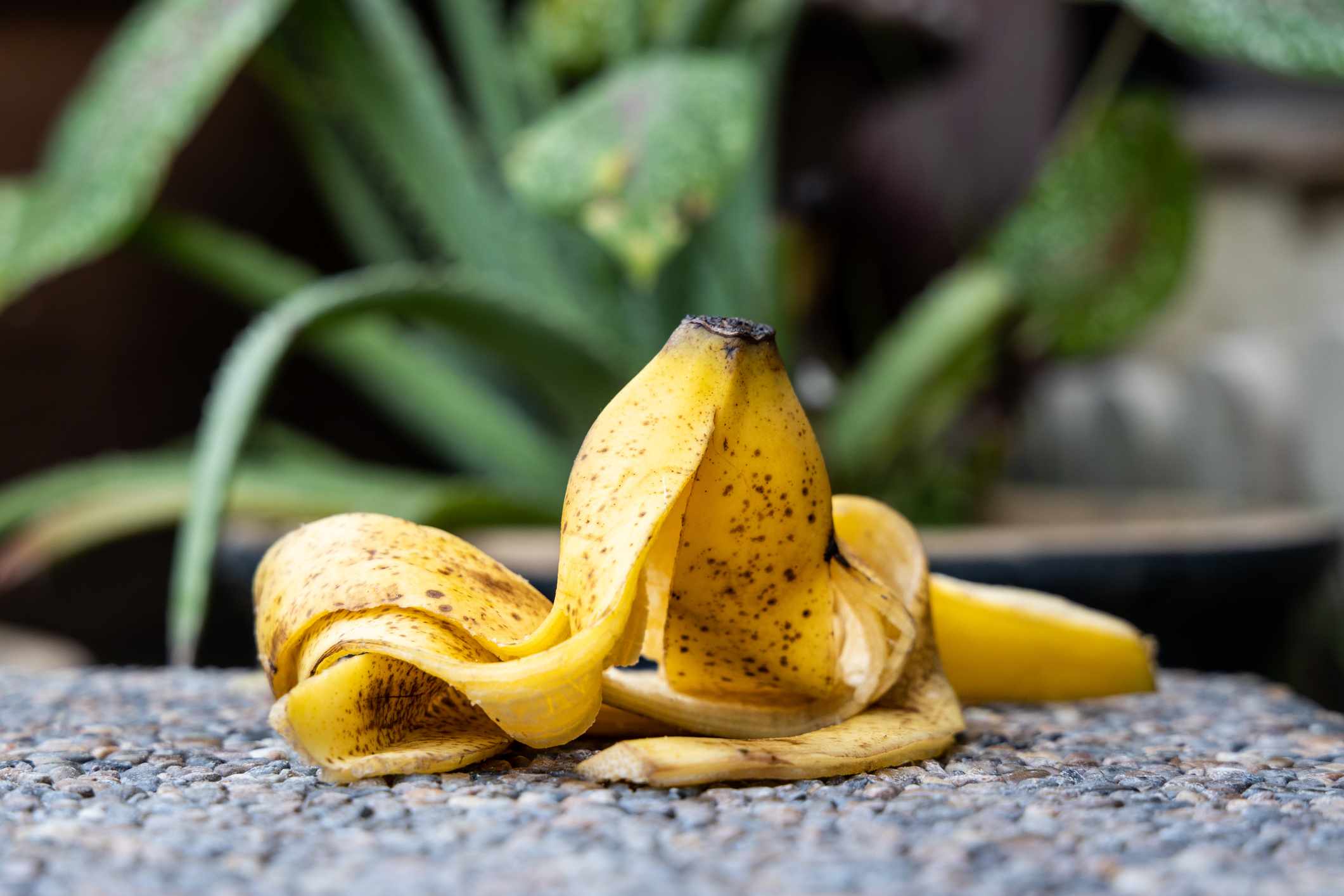 Never Toss a Banana Peel Outside—Here’s Why It’s Such a Big Mistake