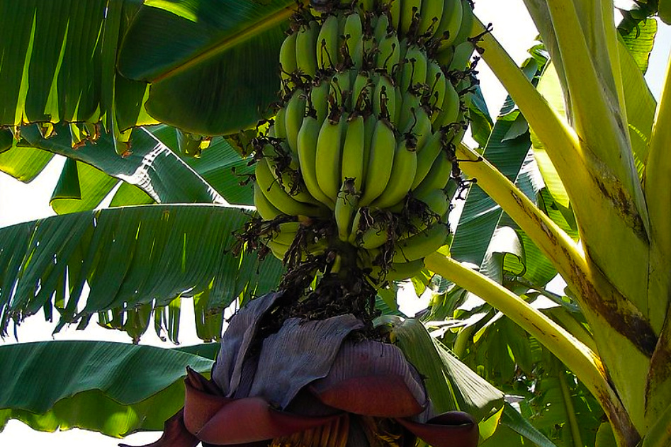Climate Change Is Coming For Your Bananas