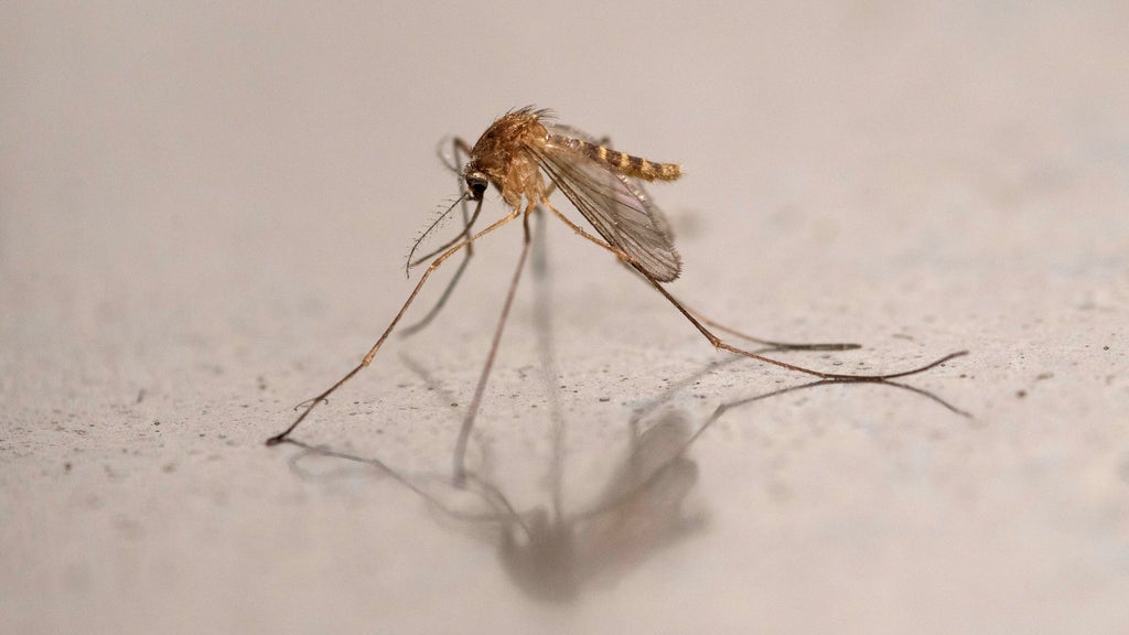 New Jersey health officials investigate possible malaria case in person