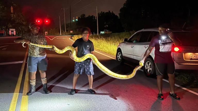 LOOK: Python caught after being spotted in Newberry County, sheriff says