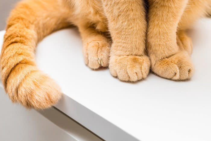 猫が『しっぽを振っている』ときの意味4選 振り方によっていい意味にも悪い意味にもなる？