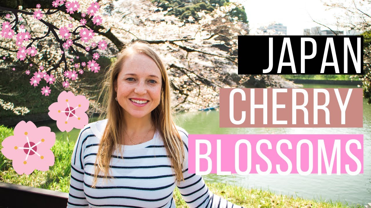 Where and when to see cherry blossoms in Japan