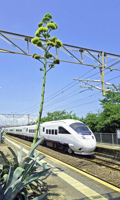 An agave plant is seen blooming on the inbound platform of JR Buzen Shoe Station in Buzen, Fukuoka Prefecture, on Aug. 14, 2025. (Mainichi/Yoshihisa Deki)