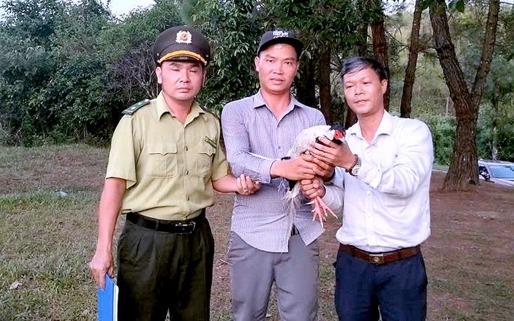 Gà lôi trắng quý hiếm bay vô quán nước, chủ quán liền báo chính quyền