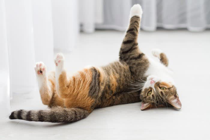 猫が『しっぽを振っている』ときの意味4選 振り方によっていい意味にも悪い意味にもなる？