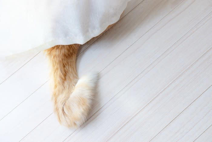 猫が『しっぽを振っている』ときの意味4選 振り方によっていい意味にも悪い意味にもなる？