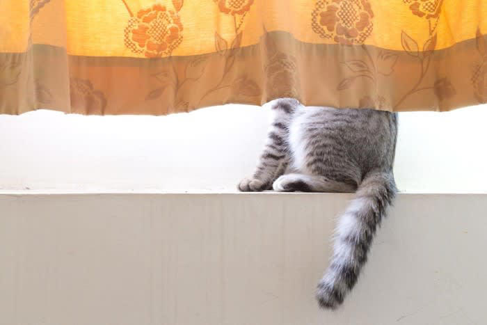 猫が『しっぽを振っている』ときの意味4選 振り方によっていい意味にも悪い意味にもなる？