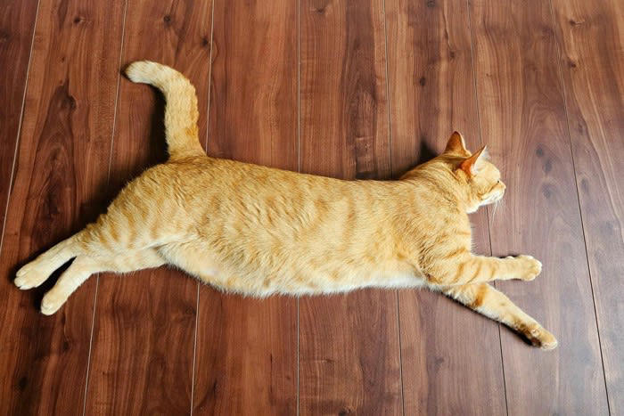 猫が『しっぽを振っている』ときの意味4選 振り方によっていい意味にも悪い意味にもなる？