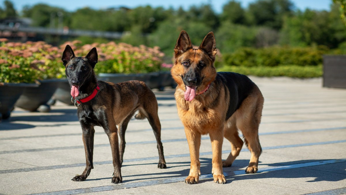 5 Dog Breeds That Look Like German Shepherds and Are Just as Lovable 5 Dog Breeds That Look Like German Shepherds and Are Just as Lovable
