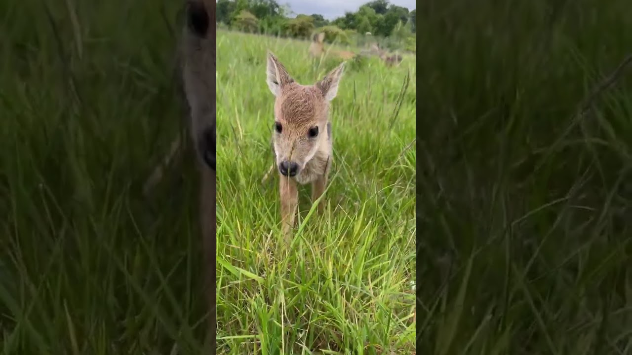 This baby fawn resting in the grass is the purest thing on the internet