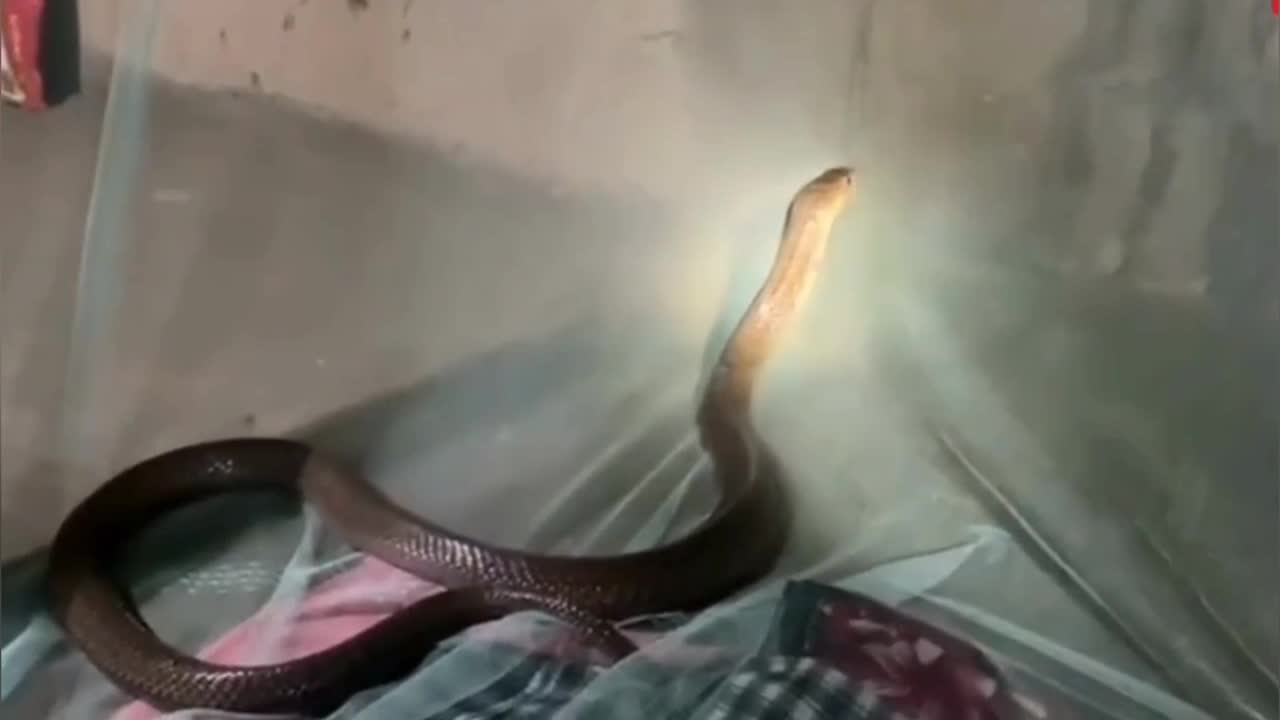 India man horrified as he wakes to find king cobra slithering across ...