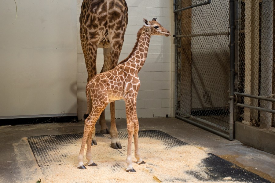 Look! Baby giraffe born at Cleveland Metroparks Zoo