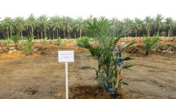 HGU Perkebunan Sawit: Persyaratan, Proses, dan Aturan Terkini