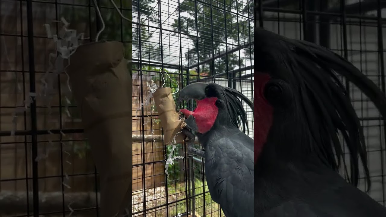 Palm cockatoo showing its vibrant personality and unique behavior