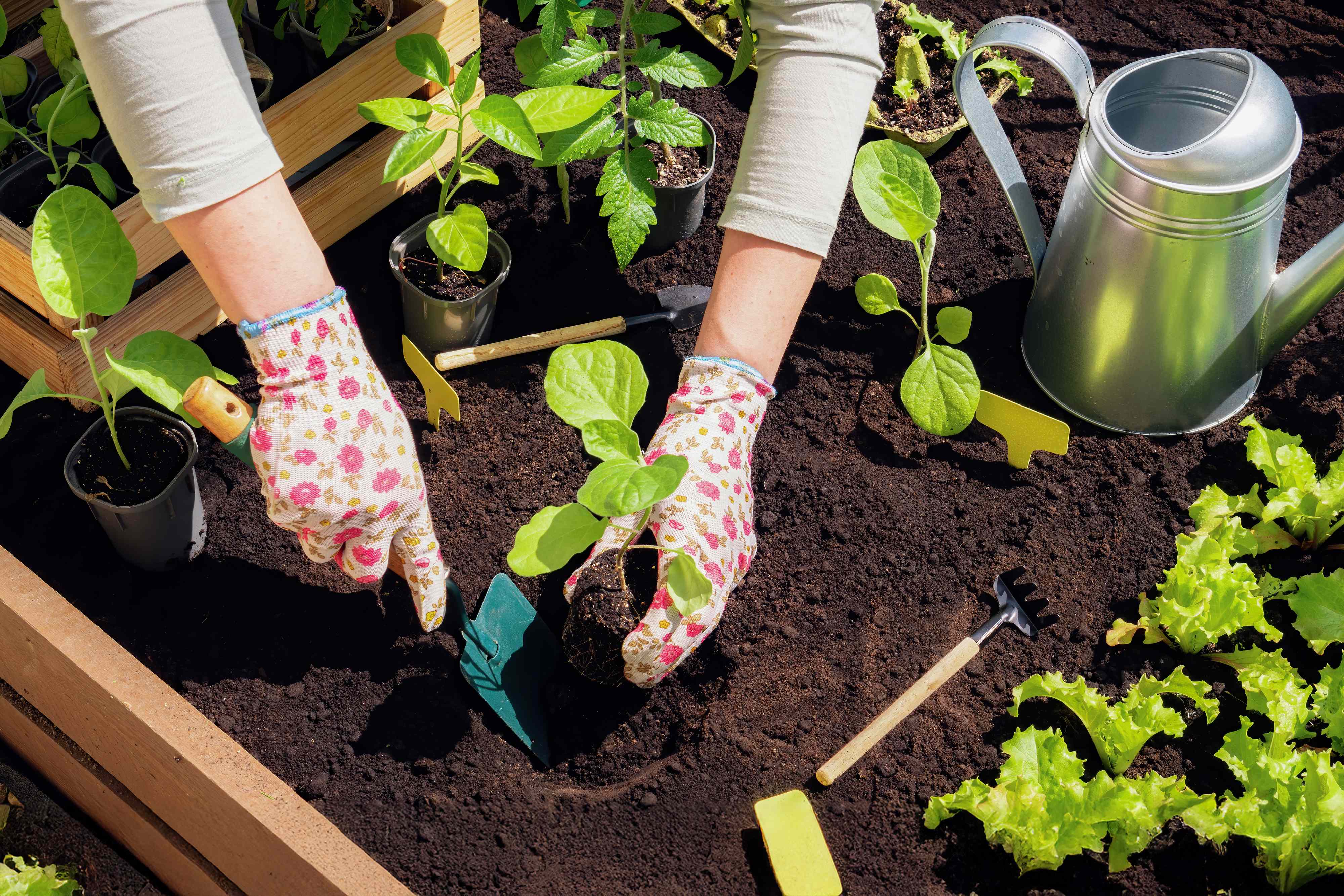 5 Garden Tasks You Should Never Do in Peak Sun, According to a ...