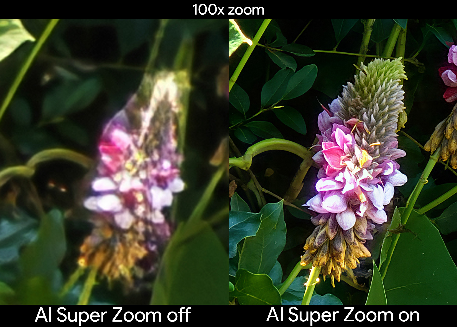 Toggling AI Super Zoom to get a clearer 100x zoom shot of a Kudzu flower on an Honor Magic V5