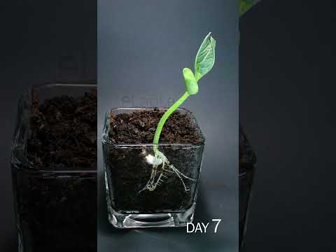Bean Sprouting Time Lapse