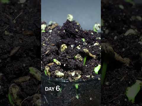 Sunflower Microgreen Growing Time Lapse
