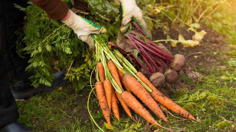 15 Edible Plants that Thrive in the Shade