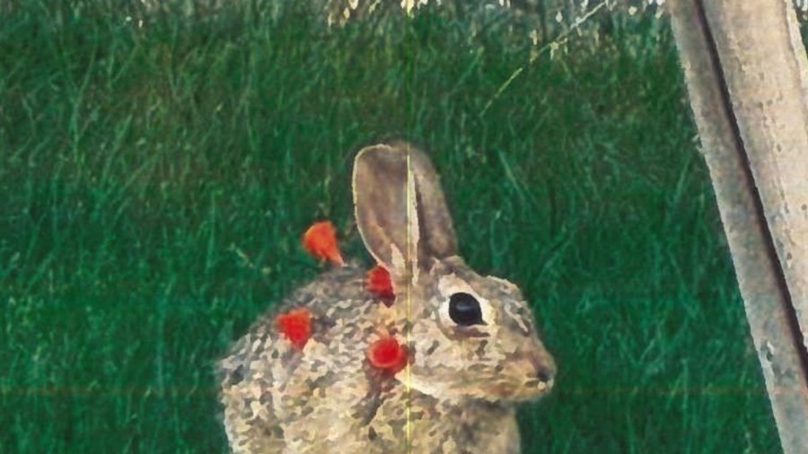 Suspect sought after multiple rabbits injured, killed by blow darts in ...