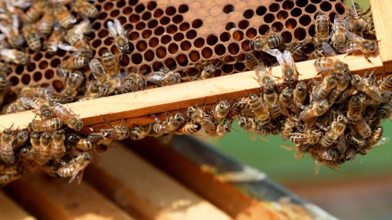 Scientists make 'superfood' that could save honeybees