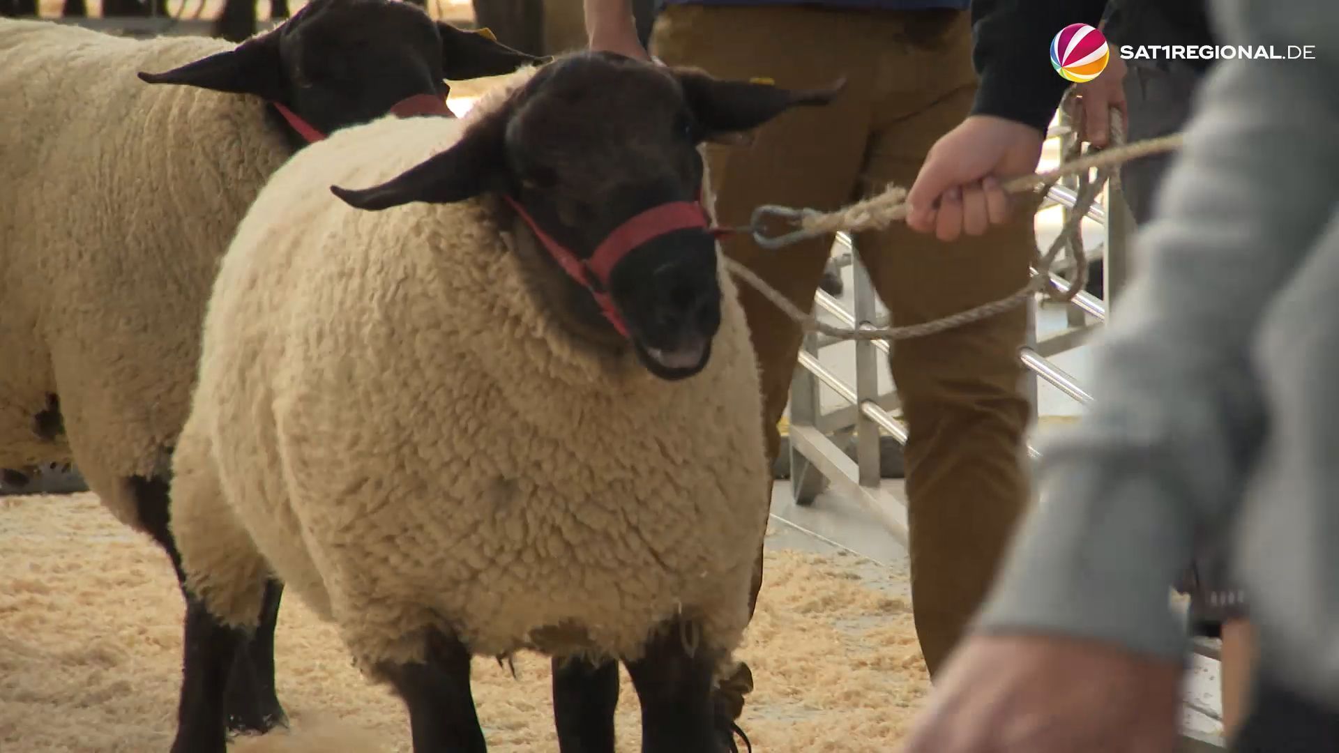 Husumer Schafmarkt startet mit Bock-Auktion